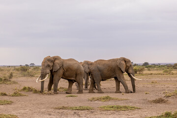 Obraz premium Elephant family, Amboseli Nation Park, Africa