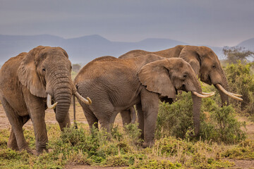 Fototapeta premium Elephant family, Amboseli Nation Park, Africa