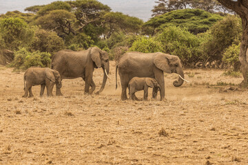 Fototapeta premium Elephant family, Amboseli Nation Park, Africa