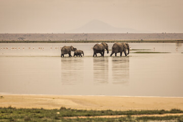 Elephant family migrating, Amboseli Nation Park, Africa