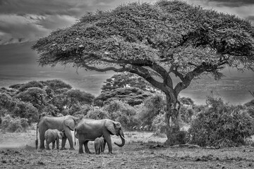 Elephant family, Amboseli Nation Park, Africa