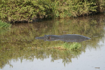 hippo (hippopotamus) laying in the waters of the serengeti natinoal park tanzania, camouflaged