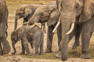 Elephant family, Amboseli National Park, Africa © Danita Delimont