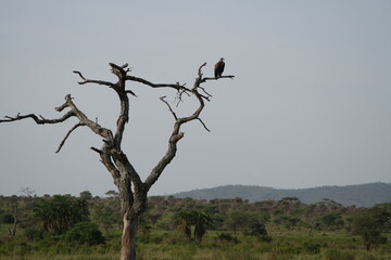 portrait of the lappet-faced vulture or Nubian vulture (Torgos tracheliotos) sitting on a dead tree...
