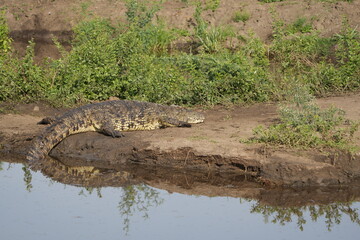 nile crocodile on the edge of a hippo pool in the serenget national park tanzania