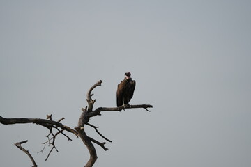 portrait of the lappet-faced vulture or Nubian vulture (Torgos tracheliotos) sitting on a dead tree in the serengeti national park tanzania, wallpaper background