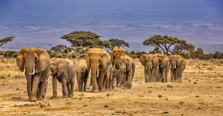 Elephant train, Amboseli National Park, Africa