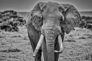 Naklejka premium Amboseli elephant, Amboseli Nation Park, Africa
