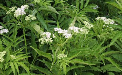 In nature, elderberry herbaceous (Sambucus ebulus) blooms