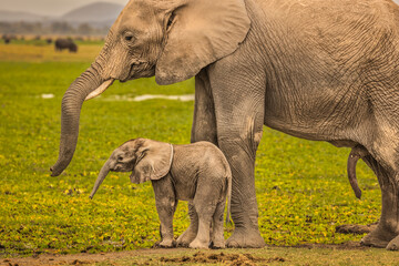 Elephant Mother and Calf, Amboseli National Park, Africa