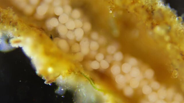 Eggs with developing larvae worm Polydora sp. under microscope, family Spionidae, class Polychaeta. They lay eggs in tubes in which they develop. White Sea.