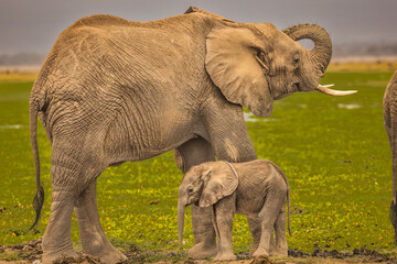 Elephant family, Amboseli National Park, Africa