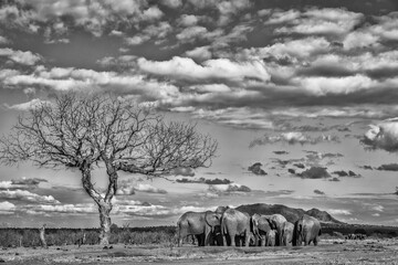 Baby elephant watering hole, Tsavo West National Park, Africa