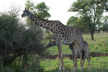 Baby Giraffe Standing Beside Mother in Serengeti National Park, Tanzania