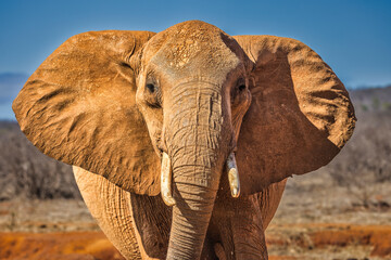 Fototapeta premium Red Elephant, Tsavo West National Park, Africa
