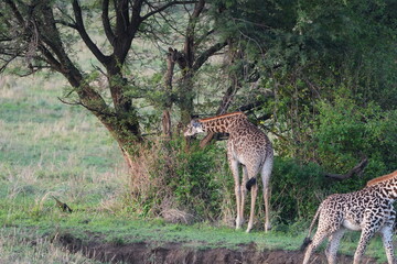 wallpaper of two giraffes standing in the serengeti national park in tanzania, wildlife, safari