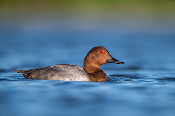 A common pochard swimming in a lake