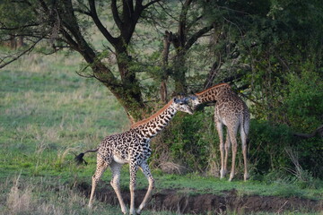wallpaper of two giraffes standing in the serengeti national park in tanzania, wildlife, safari
