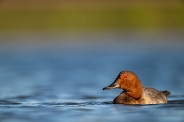 A common pochard swimming in a lake