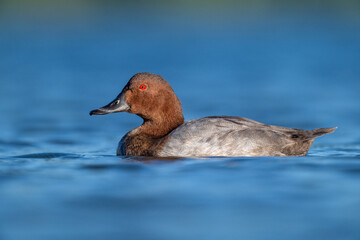 A common pochard swimming in a lake