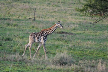 Young Giraffe Walking Across the Plains of Serengeti National Park, Tanzania