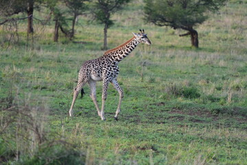 Young Giraffe Walking Across the Plains of Serengeti National Park, Tanzania