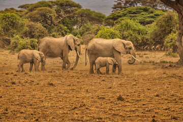 Fototapeta premium Elephant herd, Amboseli National Park