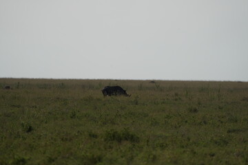portrait of a black rhino, black rhinoceros (Diceros bicornis) in the serengeti national park tanzania (zwarte neushoorn)