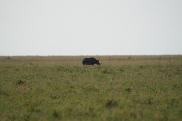 portrait of a black rhino, black rhinoceros (Diceros bicornis) in the serengeti national park tanzania (zwarte neushoorn)