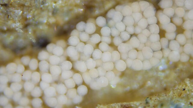 Eggs with developing larvae worm Polydora sp. under microscope, family Spionidae, class Polychaeta. They lay eggs in tubes in which they develop. White Sea.