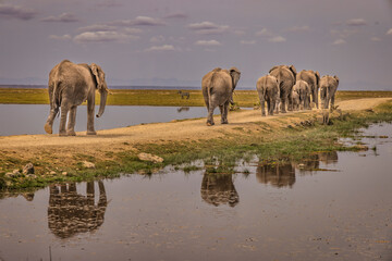 Elephant train, Amboseli National Park