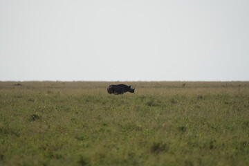 portrait of a black rhino, black rhinoceros (Diceros bicornis) in the serengeti national park tanzania (zwarte neushoorn)