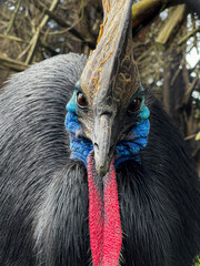 close up of a bird called “Cassowary”