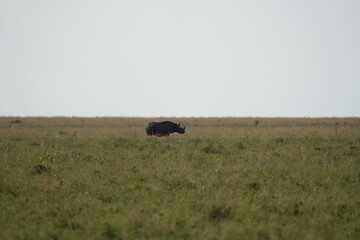 portrait of a black rhino, black rhinoceros (Diceros bicornis) in the serengeti national park tanzania (zwarte neushoorn)