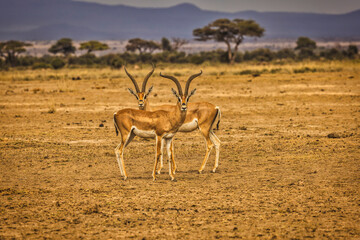 Antelope pair, Amboseli National Park, Kenya