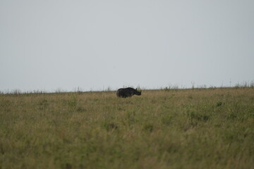 portrait of a black rhino, black rhinoceros (Diceros bicornis) in the serengeti national park tanzania (zwarte neushoorn)