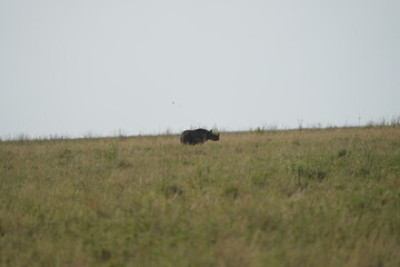 portrait of a black rhino, black rhinoceros (Diceros bicornis) in the serengeti national park tanzania (zwarte neushoorn)