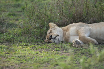 Fototapeta premium lioness sleeping after a good meal in the serengeti national park, tanzania