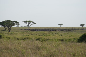 Great Wildebeest Migration Across the Plains of Serengeti National Park, Tanzania