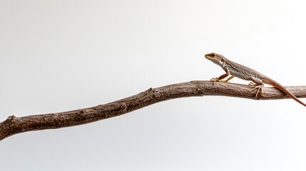 Obraz premium Lizard crawling on branch natural habitat wildlife photography outdoor setting close-up view animal behavior