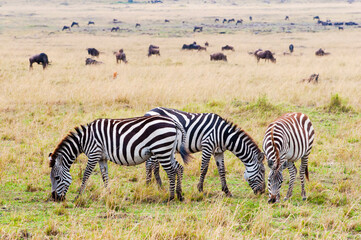 Fototapeta premium Common zebra (Equus quagga), Maasai Mara National Reserve, Kenya, Africa