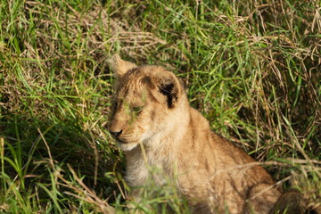 close up of a lion cub hidden in the grass in the serengeti national park