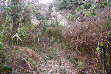 Garden path in winter