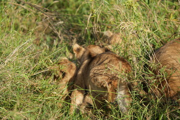 Tiny Lion Cub Hidden in Tall Grass in Serengeti National Park, Tanzania