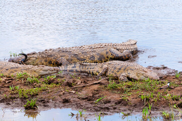 Nile crocodiles (crocodilus niloticus) eating a wildebeest, Maasai Mara National Reserve, Kenya, Africa