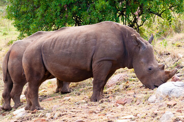 Fototapeta premium White rhinoceros (ceratotherium simum), Maasai Mara National Reserve, Kenya, Africa