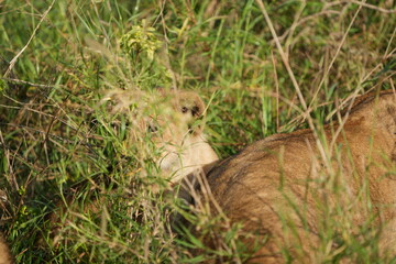 close up of a lion cub hidden in the grass in the serengeti national park