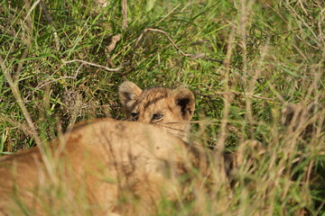 Curious Lion Cub Peering Through Grass – Serengeti National Park, Tanzania