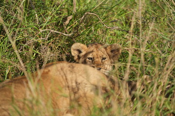 Curious Lion Cub Peering Through Grass – Serengeti National Park, Tanzania