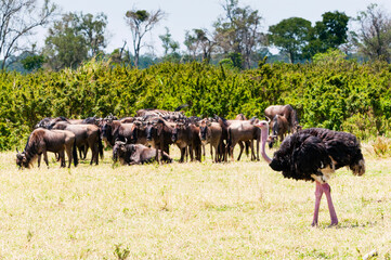 Female Maasai ostrich (Struthio camelus), and herd of blue wildebeest, (Connochaetes taurinus), Maasai Mara National Reserve, Kenya, Africa